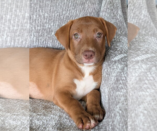 Medium Photo #1 Labrador Retriever-Unknown Mix Puppy For Sale in Oakhurst, NJ, USA