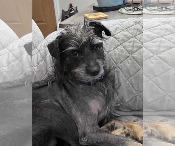 Medium Photo #1 Mutt Puppy For Sale in Pacolet, SC, USA
