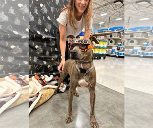 American Pit Bull Terrier Dogs for adoption in Oakhurst, NJ, USA