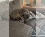 Small #3 American Pit Bull Terrier-Labrador Retriever Mix
