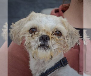 Shih Tzu Dogs for adoption in Huntley, IL, USA