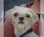 Pompis - Male Shih Tzu Dog for Adoption - Small photo