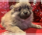 Small Photo #39 Pomeranian Puppy For Sale in GOSHEN, NY, USA
