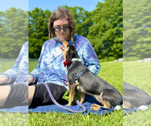 Medium Photo #4 Doxle Puppy For Sale in West Cornwall, CT, USA