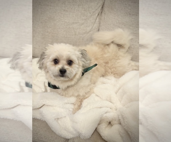 Medium Photo #2 Pom-A-Poo Puppy For Sale in AURORA, CO, USA