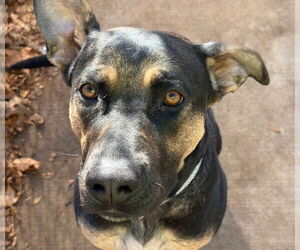 German Shepherd Dog-Unknown Mix Dogs for adoption in Tulsa, OK, USA