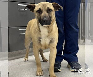 Mutt Dogs for adoption in Washington, DC, USA