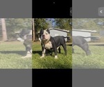 Small Photo #1 American Bully Puppy For Sale in REIDSVILLE, GA, USA