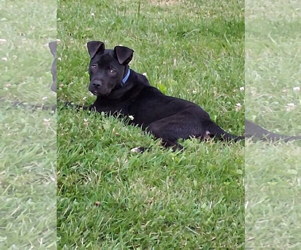 Medium Photo #5 American Pit Bull Terrier-Labrador Retriever Mix Puppy For Sale in Germantown, OH, USA