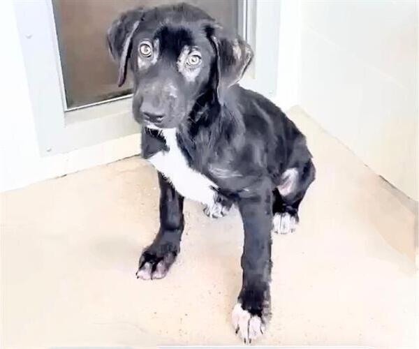 Medium Photo #2 Labrador Retriever-Unknown Mix Puppy For Sale in Houston, TX, USA