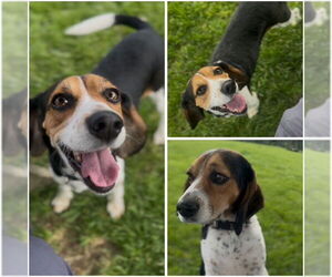 Beagle Dogs for adoption in Fort Wayne, IN, USA