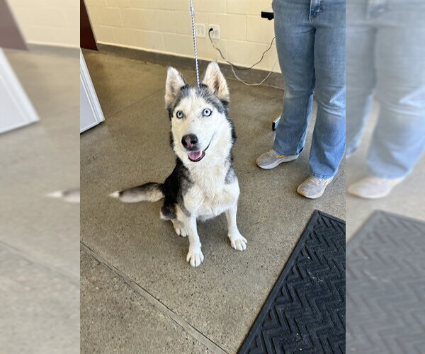 Medium Photo #1 Siberian Husky-Unknown Mix Puppy For Sale in Jackson, CA, USA