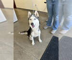 *ADELAIDE - Female Siberian Husky-Unknown Mix Dog for Adoption - Small photo