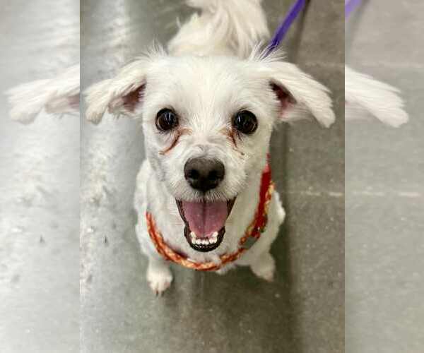 Medium Photo #1 Cotonese Puppy For Sale in Lee's Summit, MO, USA