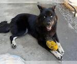 Small Siberian Husky Mix
