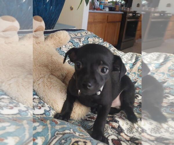 Medium Photo #1 Chihuahua-Unknown Mix Puppy For Sale in Lakewood, CO, USA