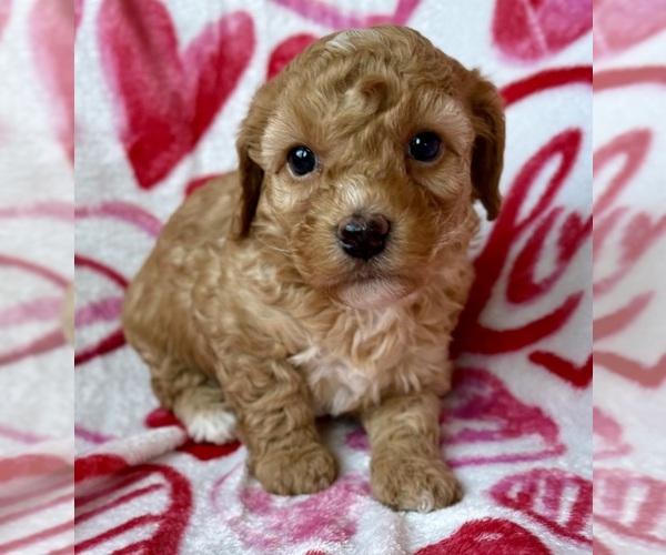 Medium Photo #1 Cavapoo (Miniature) Puppy For Sale in WAUSEON, OH, USA