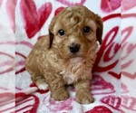 Puppy Puppy 3 Cavapoo (Miniature)