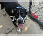 Small Catahoula Leopard Dog Mix