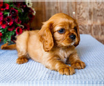 Small Photo #14 Cavalier King Charles Spaniel Puppy For Sale in WAKARUSA, IN, USA