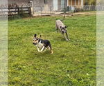 Small #11 Beagle Mix