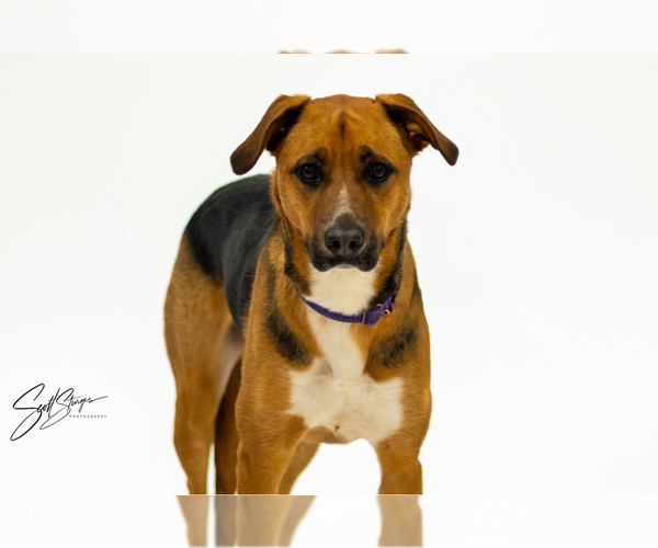 Medium Photo #2 Beagle-Unknown Mix Puppy For Sale in Brooklyn Center, MN, USA