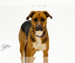Small #1 Beagle Mix