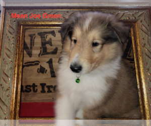 Collie Puppy for sale in BATTLE CREEK, MI, USA