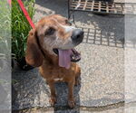 Small #2 Coonhound