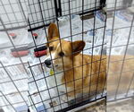 Small #1 Pembroke Welsh Corgi