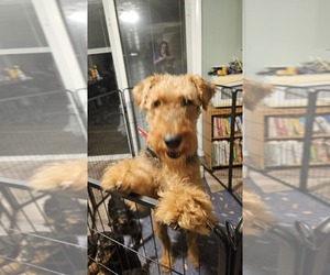 Mother of the Airedale Terrier puppies born on 08/16/2025