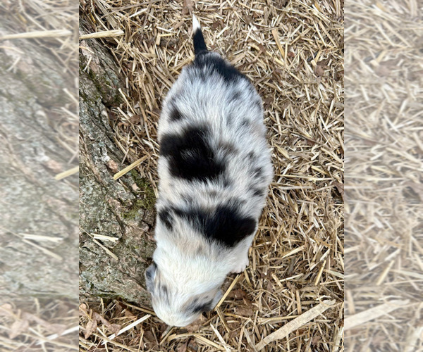 Medium Photo #49 Australian Shepherd Puppy For Sale in SMITHS GROVE, KY, USA