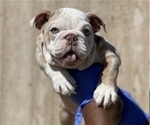 Small Photo #3 English Bulldog Puppy For Sale in RIVERSIDE, CA, USA
