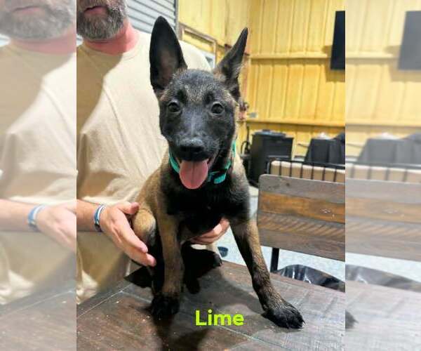 Medium Photo #1 Belgian Malinois Puppy For Sale in WHITESBORO, TX, USA
