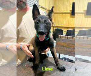 Belgian Malinois Puppy for sale in WHITESBORO, TX, USA