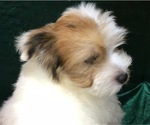 Small Photo #26 Havanese Puppy For Sale in FENTON, MO, USA