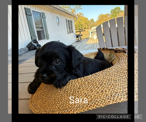 YorkiePoo-Yorkshire Terrier Mix Puppy for sale in BENNINGTON, IN, USA