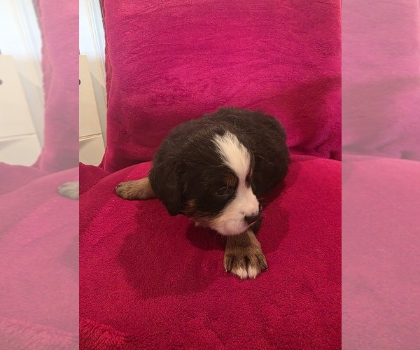 Medium Photo #2 Bernese Mountain Dog Puppy For Sale in TAYLORSVILLE, NC, USA