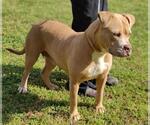 Small #2 American Bulldog-American Staffordshire Terrier Mix