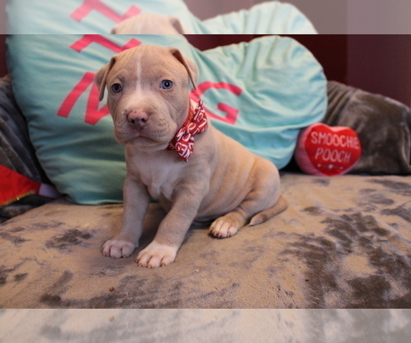 Medium Photo #4 American Bully Puppy For Sale in NORWALK, CT, USA