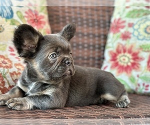 French Bulldog Puppy for sale in NEWTON, NJ, USA