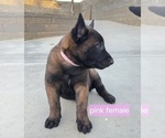 Small Photo #14 Belgian Malinois Puppy For Sale in HIGHLAND, CA, USA