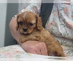 Small Photo #6 Cavalier King Charles Spaniel Puppy For Sale in GREENWOOD, WI, USA