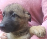 Small Photo #2 German Shepherd Dog Puppy For Sale in HONEA PATH, SC, USA