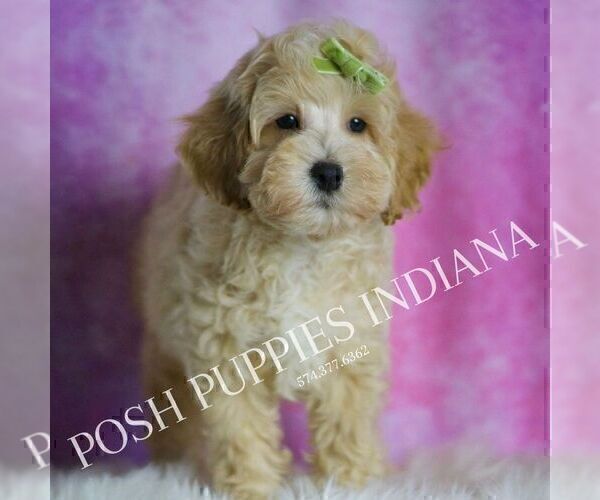 Medium Photo #2 Maltipoo (Miniature) Puppy For Sale in WARSAW, IN, USA