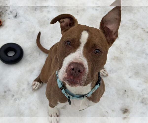 Medium Photo #3 American Pit Bull Terrier-Unknown Mix Puppy For Sale in Millersville, MD, USA