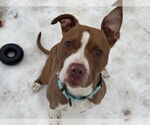 Small #2 American Pit Bull Terrier Mix