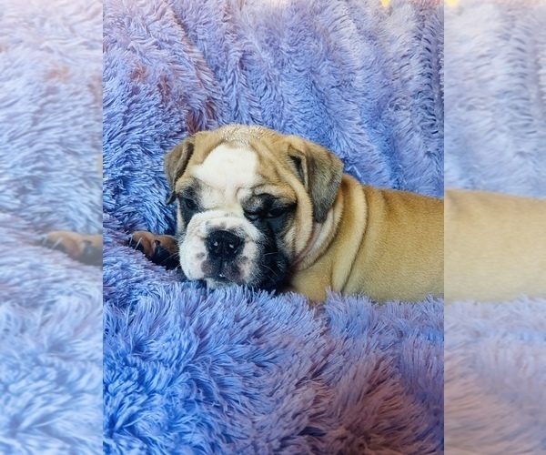 Medium Photo #1 English Bulldog Puppy For Sale in HAMDEN, CT, USA