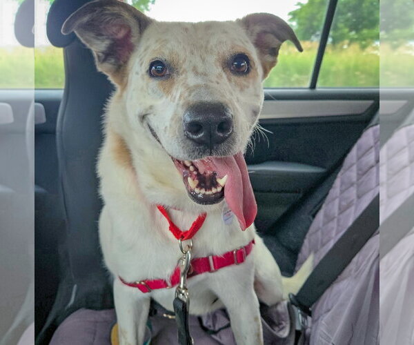 Medium Photo #8 Pointer-Red Heeler Mix Puppy For Sale in Huntley, IL, USA