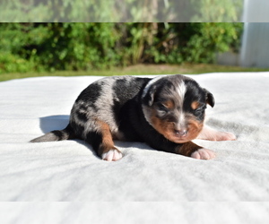 Miniature Australian Shepherd Puppy for sale in PALM COAST, FL, USA